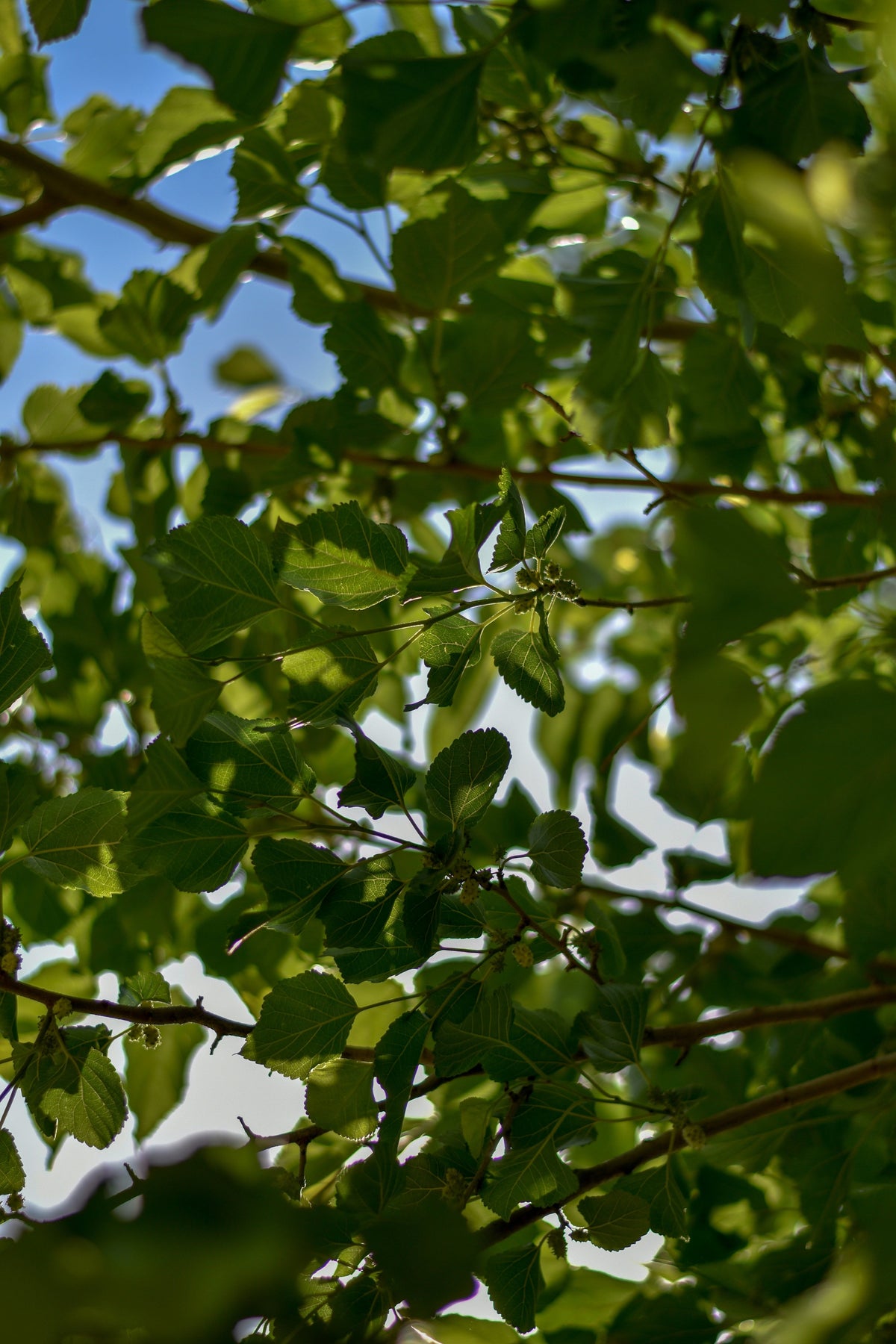 The Environmental Impact of Silk: A Sustainable Choice for Conscious Consumers